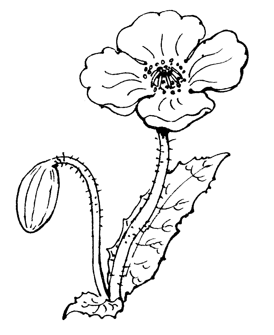 Раскраска Распустившийся мак