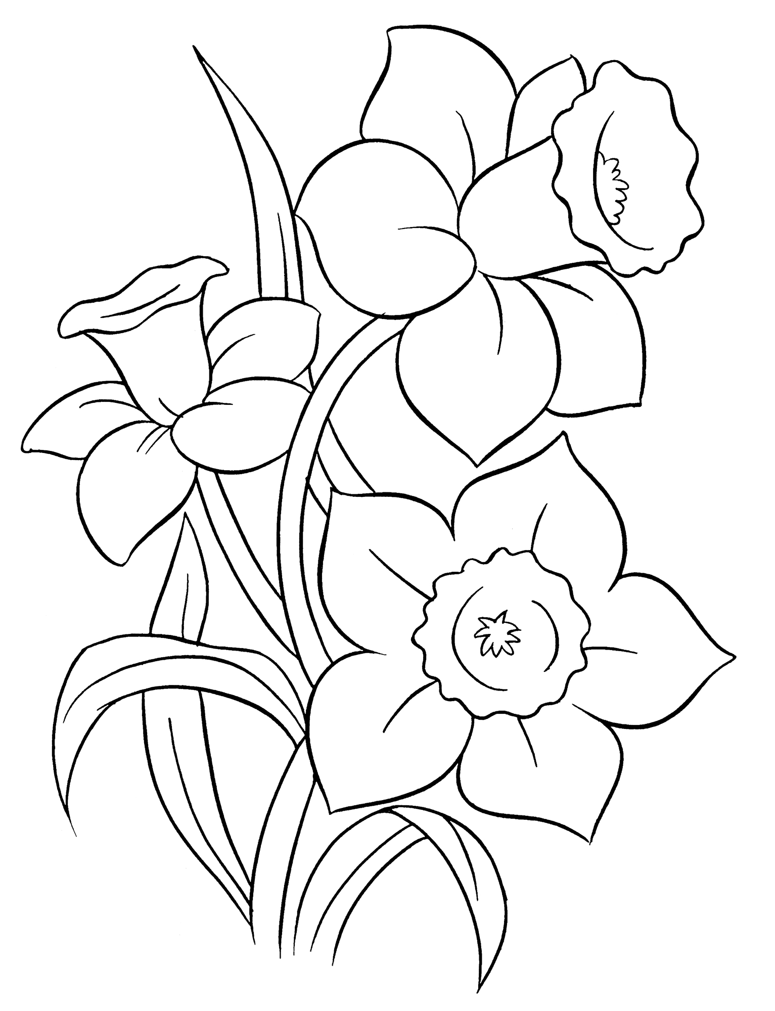 Раскраска Три пышных нарцисса