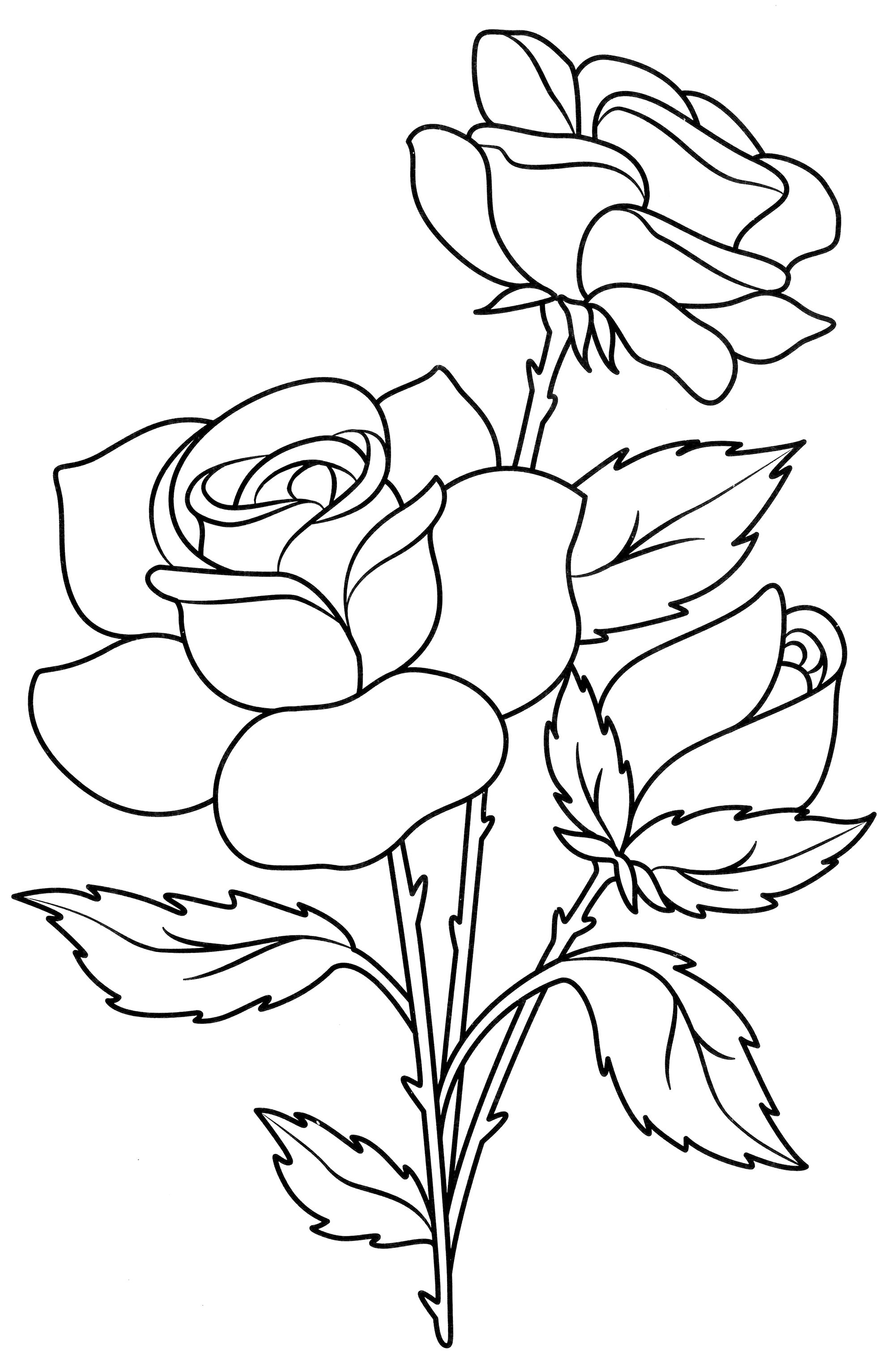 Раскраска Три цветка розы