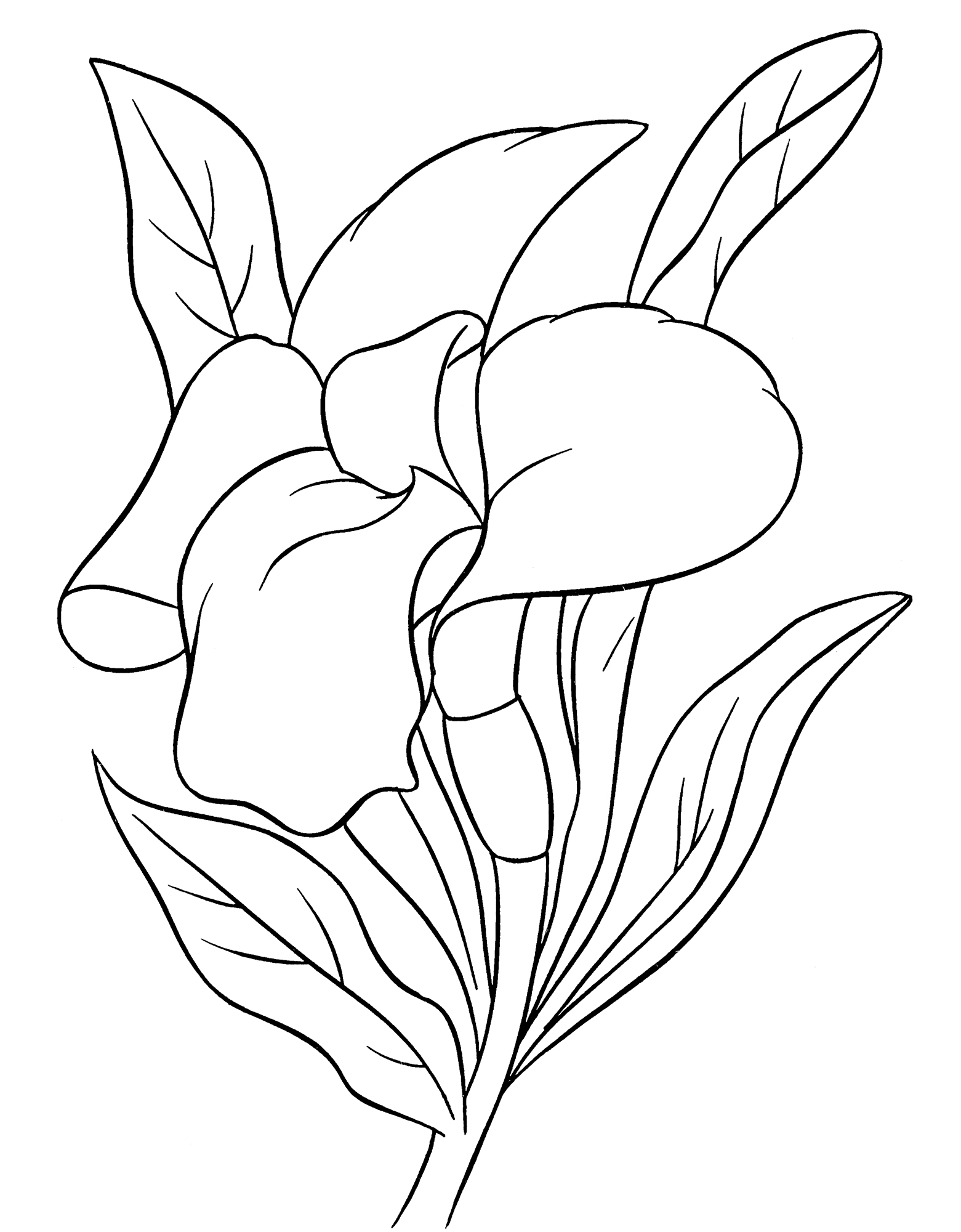 Раскраска Цветочек ирис