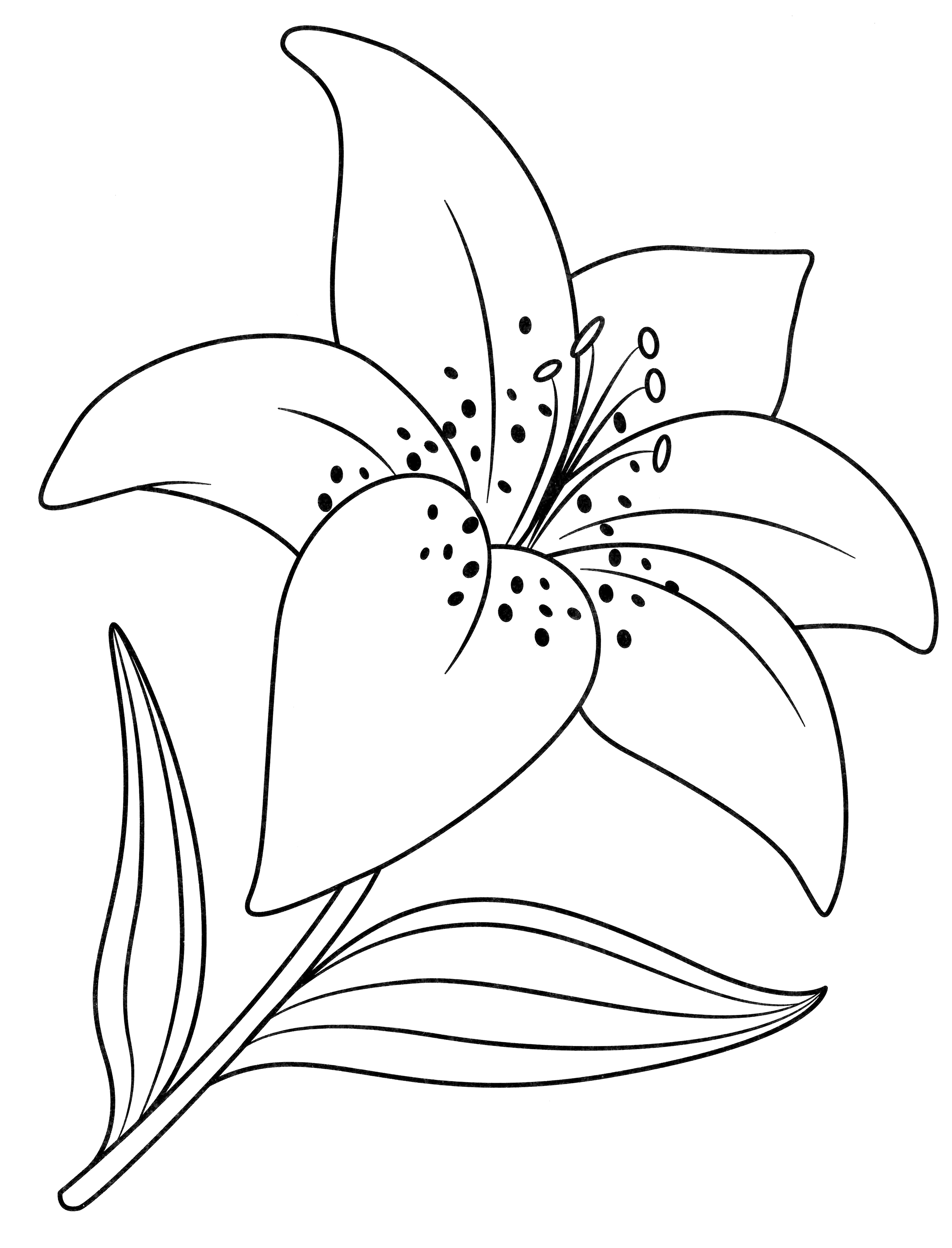 Раскраска Цветущая лилия