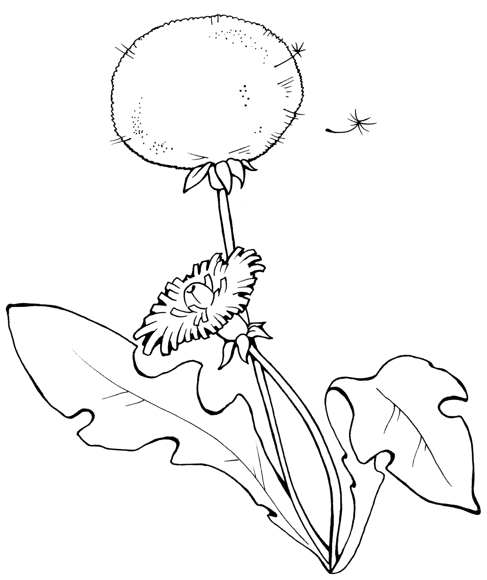 Раскраска Цветущий одуванчик