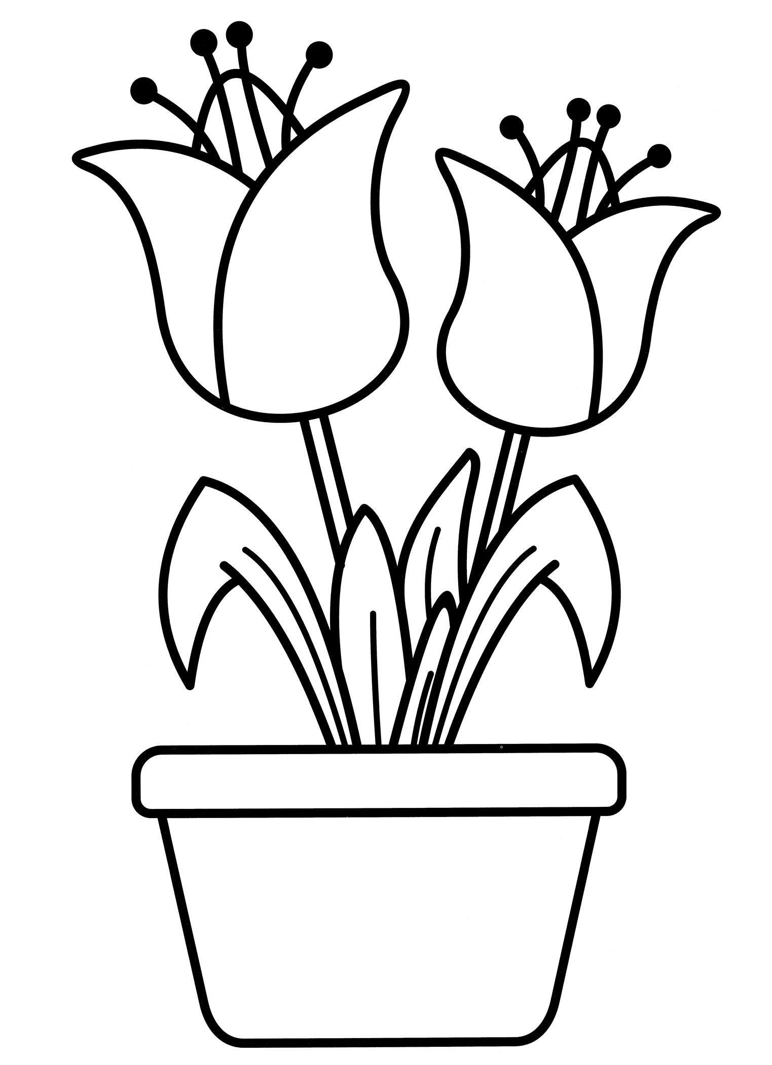 Раскраска Тюльпаны в горшке