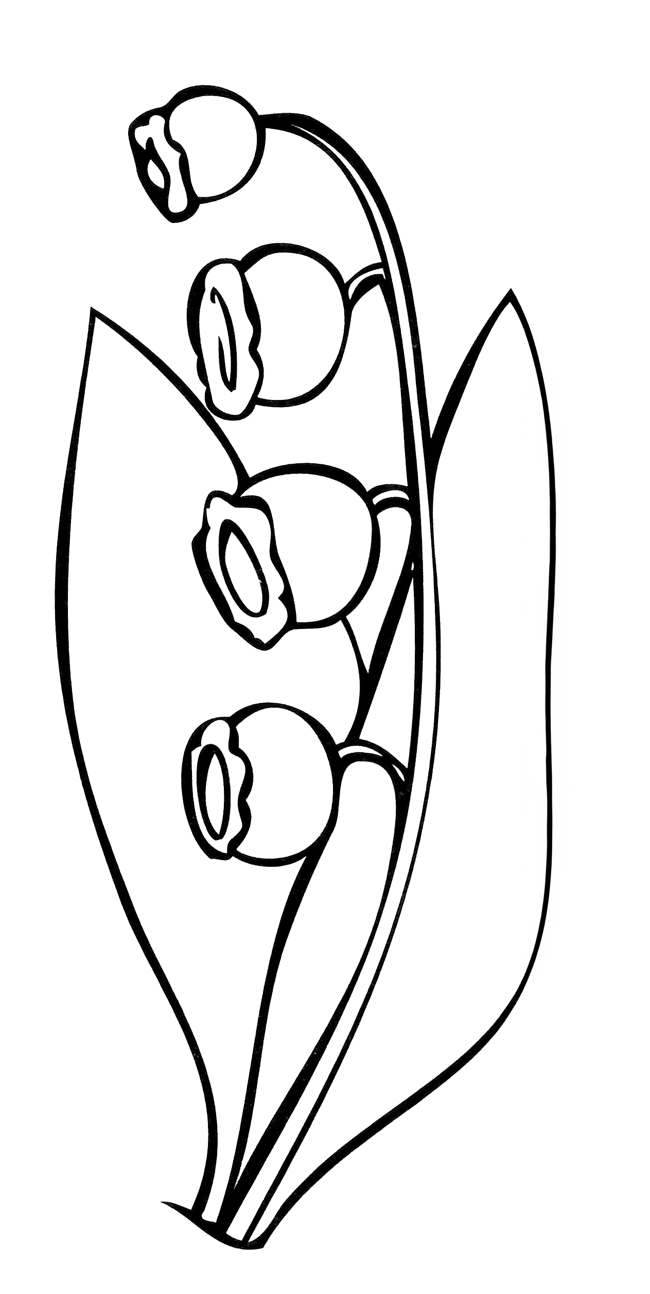 Раскраска Веточка ландыша