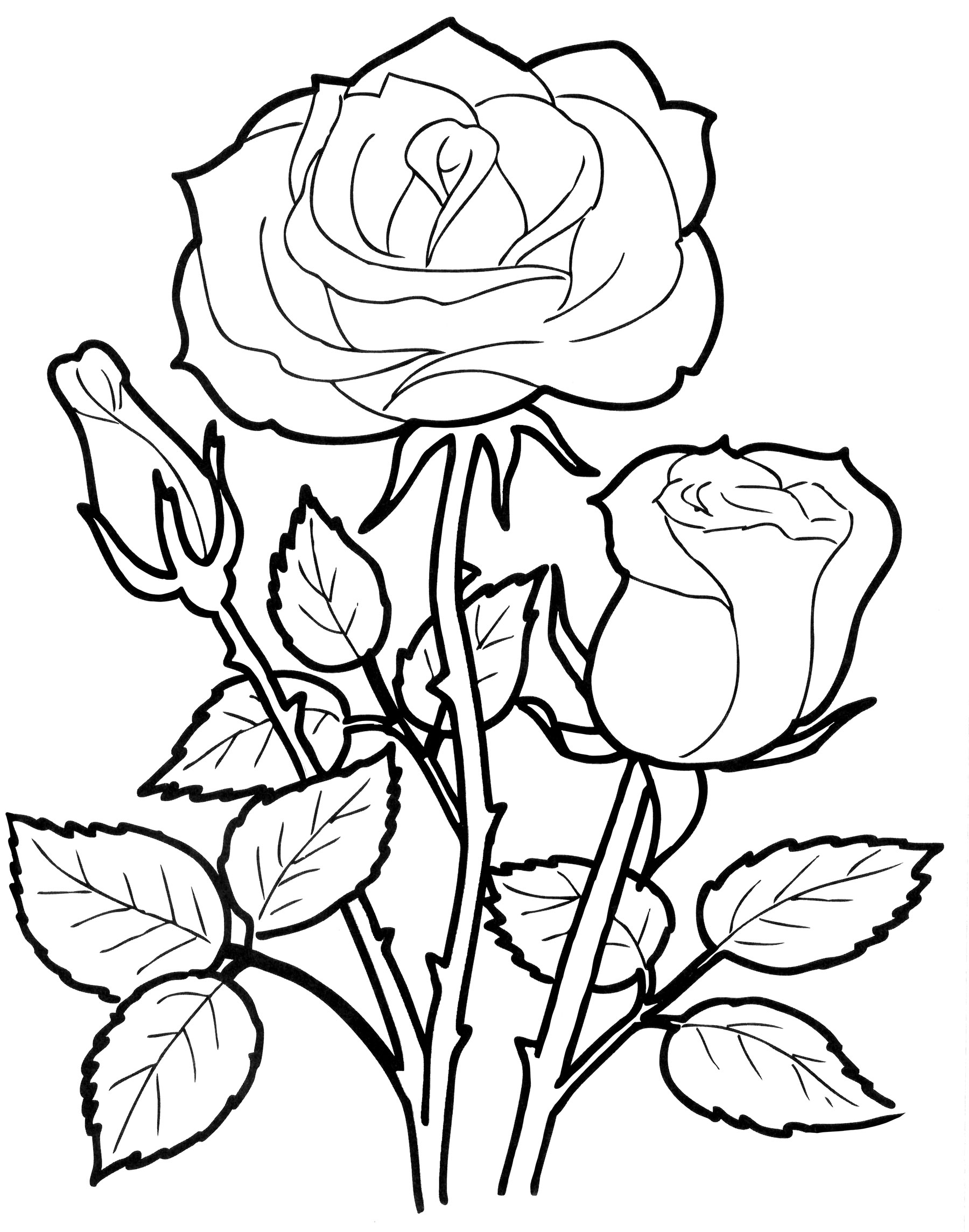 Раскраска Веточка розы