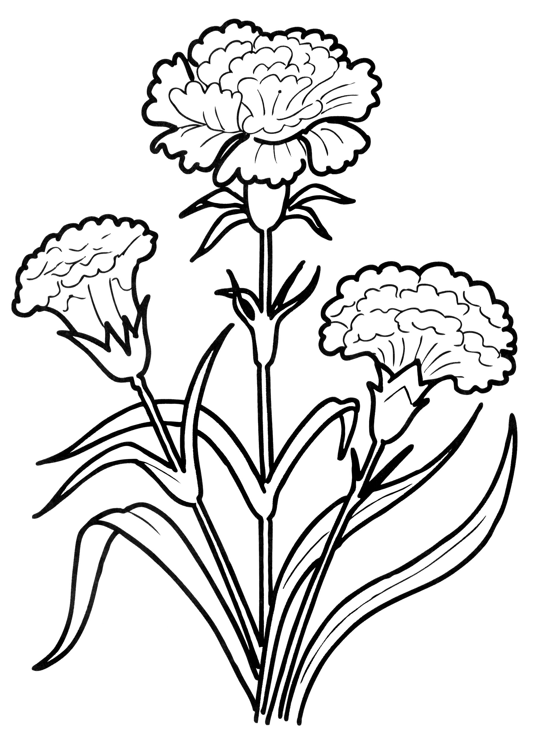 Раскраска Яркая гвоздика