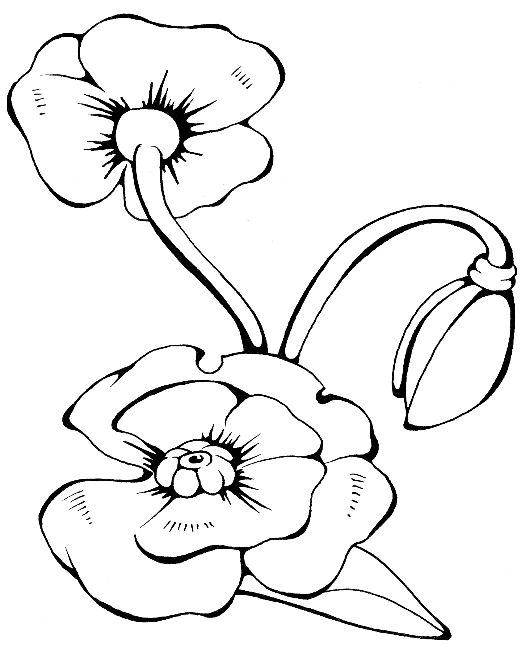 Раскраска Яркий мак