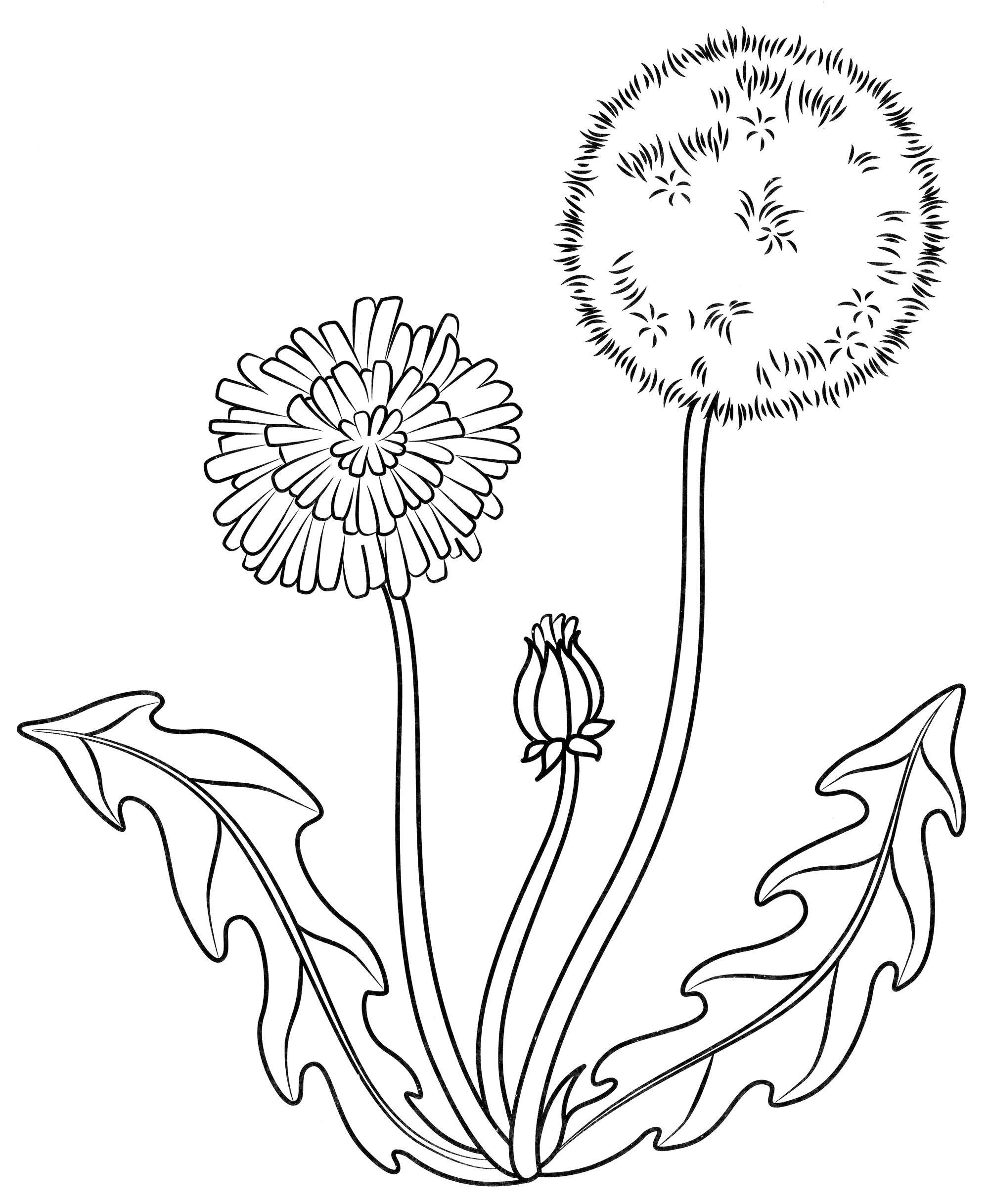 Раскраска Яркий одуванчик