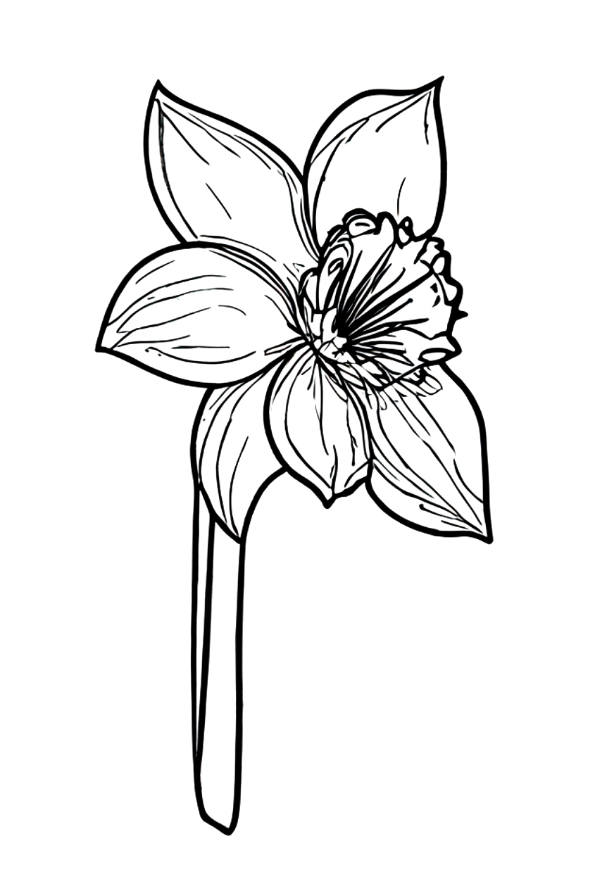 Раскраска Живописный нарцисс