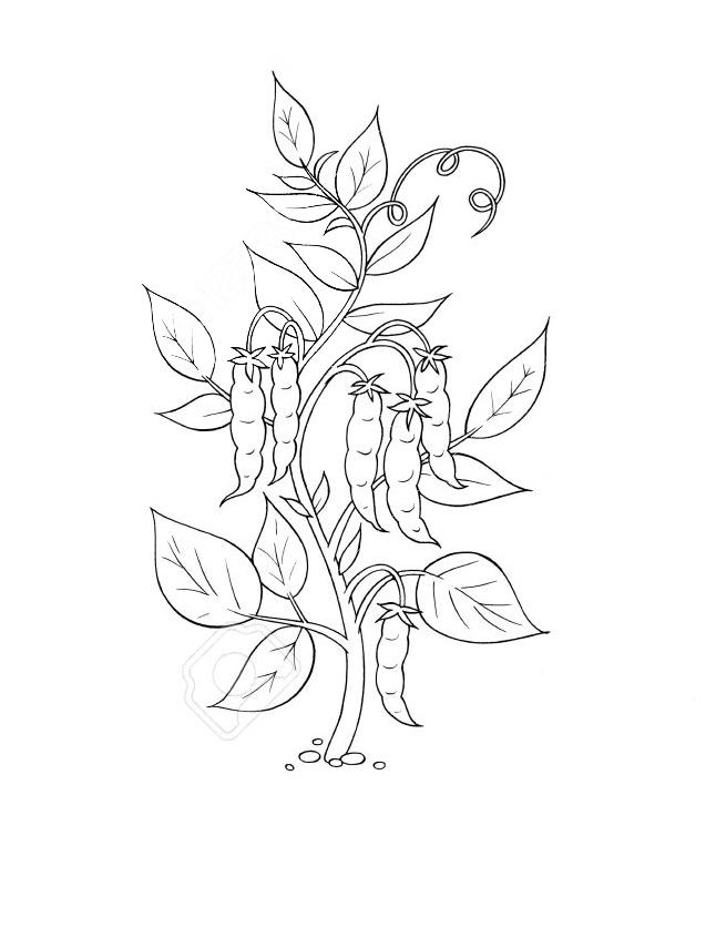 Растение Горох