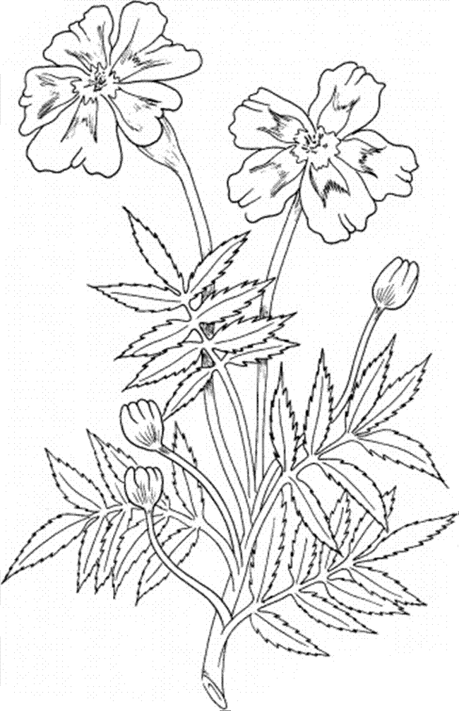 Рисунок Бархатцы