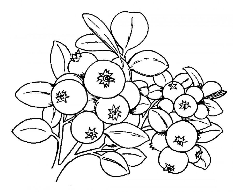 Рисунок Черника