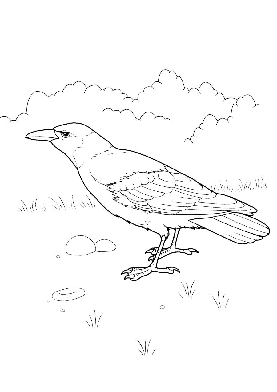 Рисунок Грач