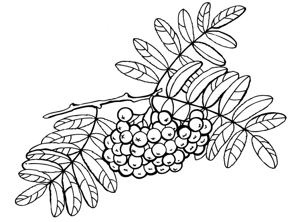 Рисунок Калина