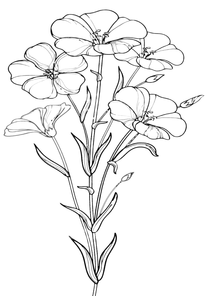 Рисунок Лен