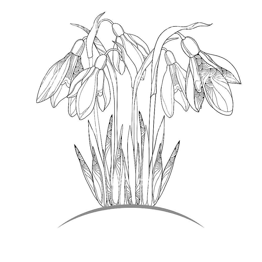 Рисунок Подснежник