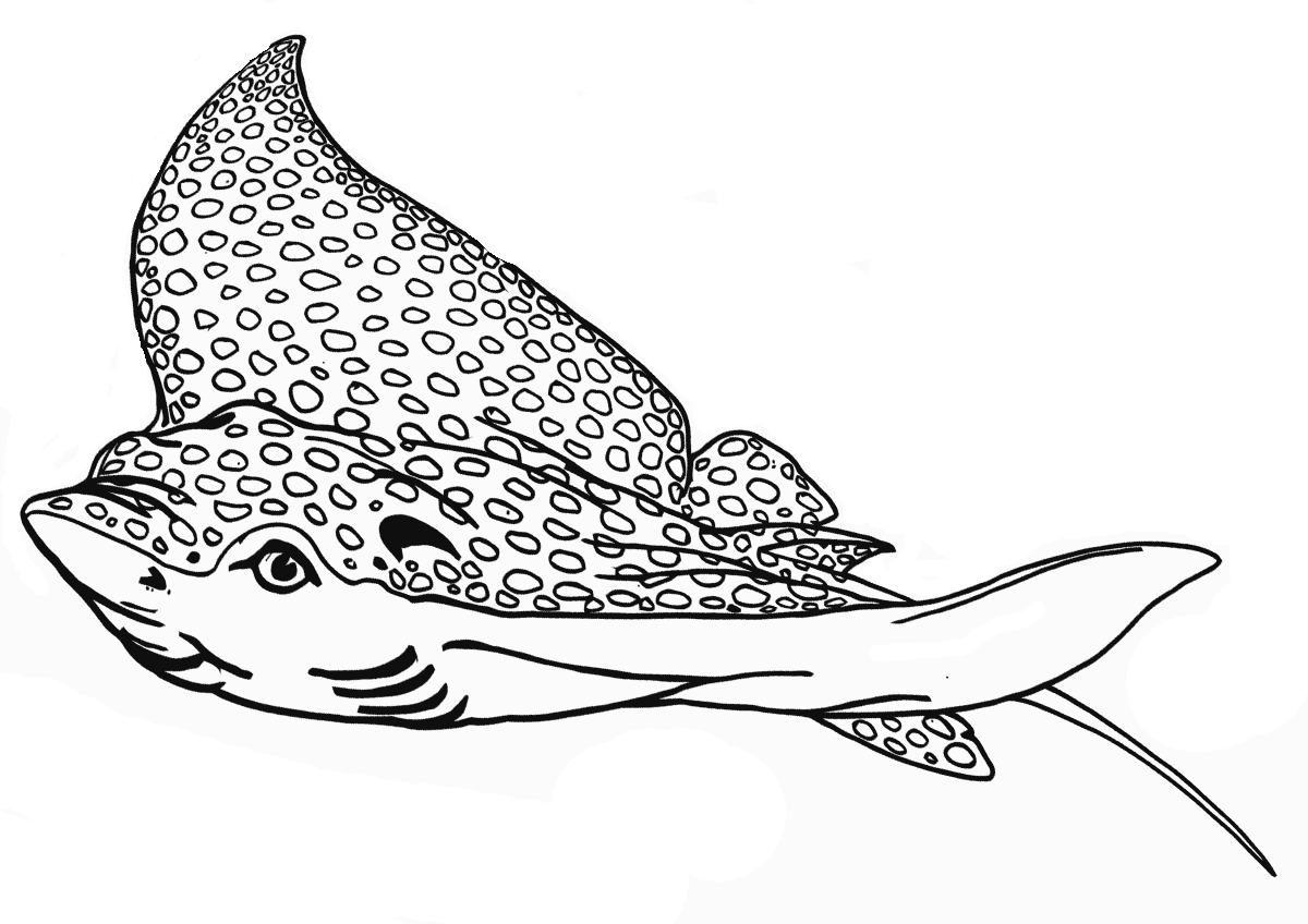 Рисунок Скат