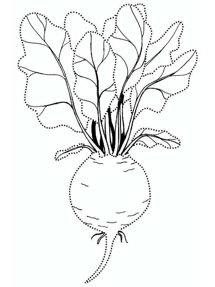 Рисунок Свекла