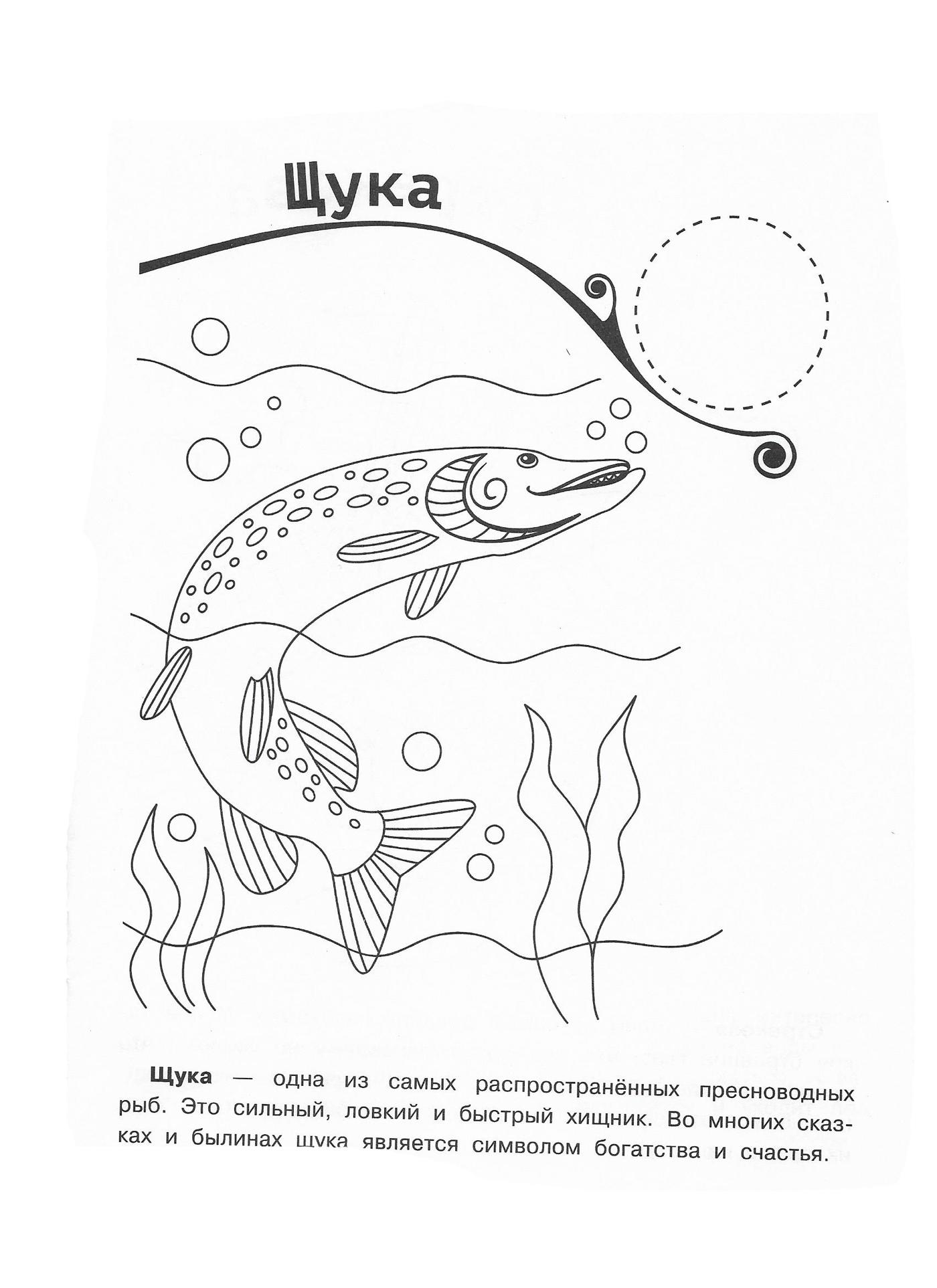 Щука 2
