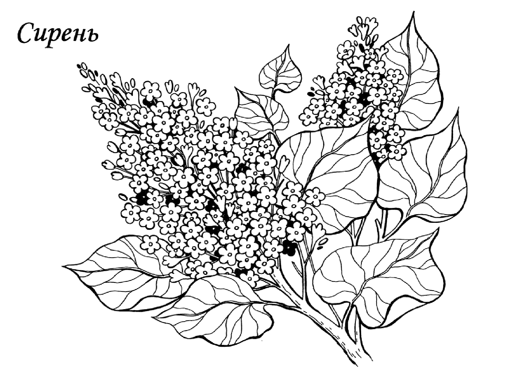 Сирень