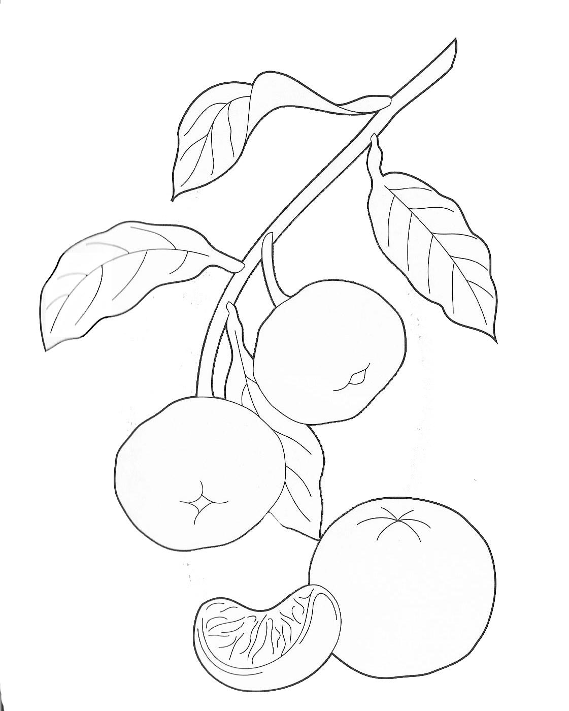 Сочные мандарины