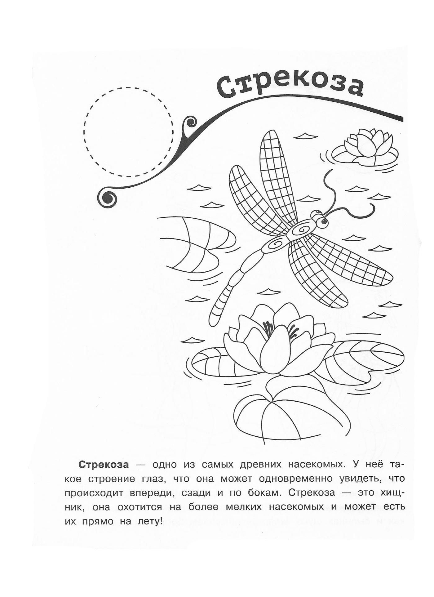 Стрекоза 2