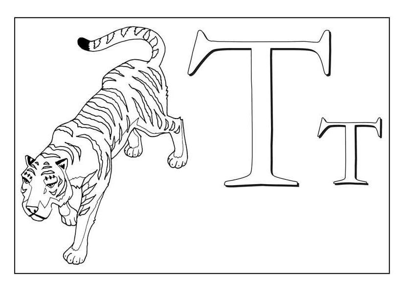 Тигр