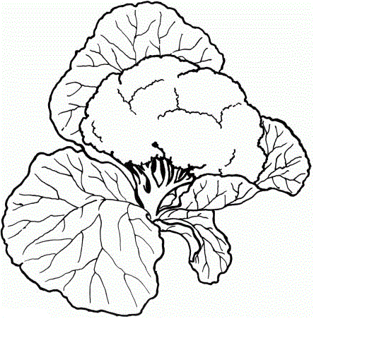 Цветная капуста 2