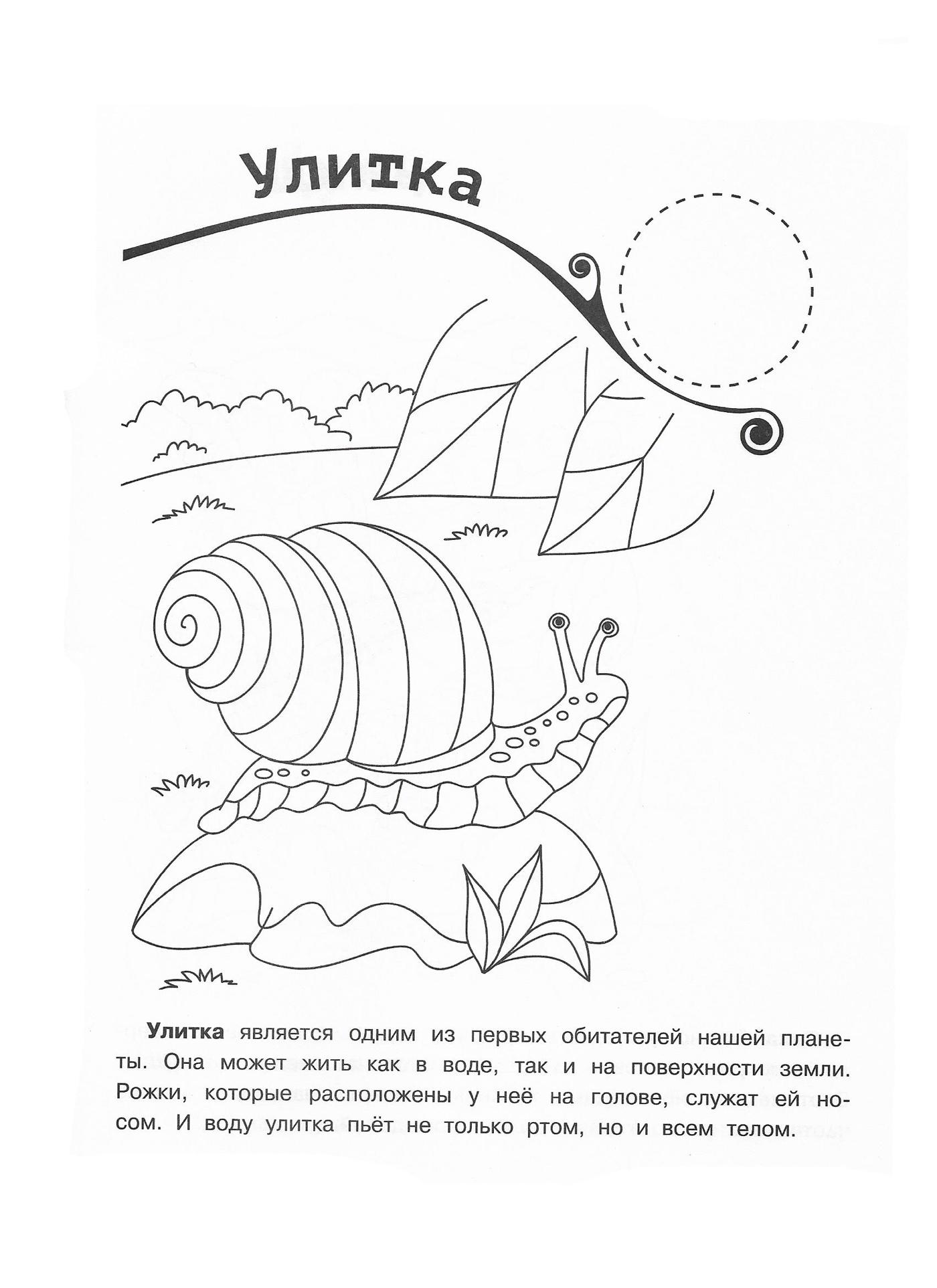Улитка 2