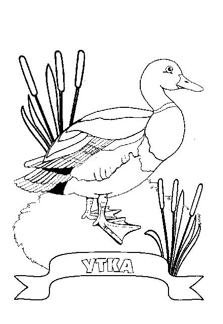 Утка 2