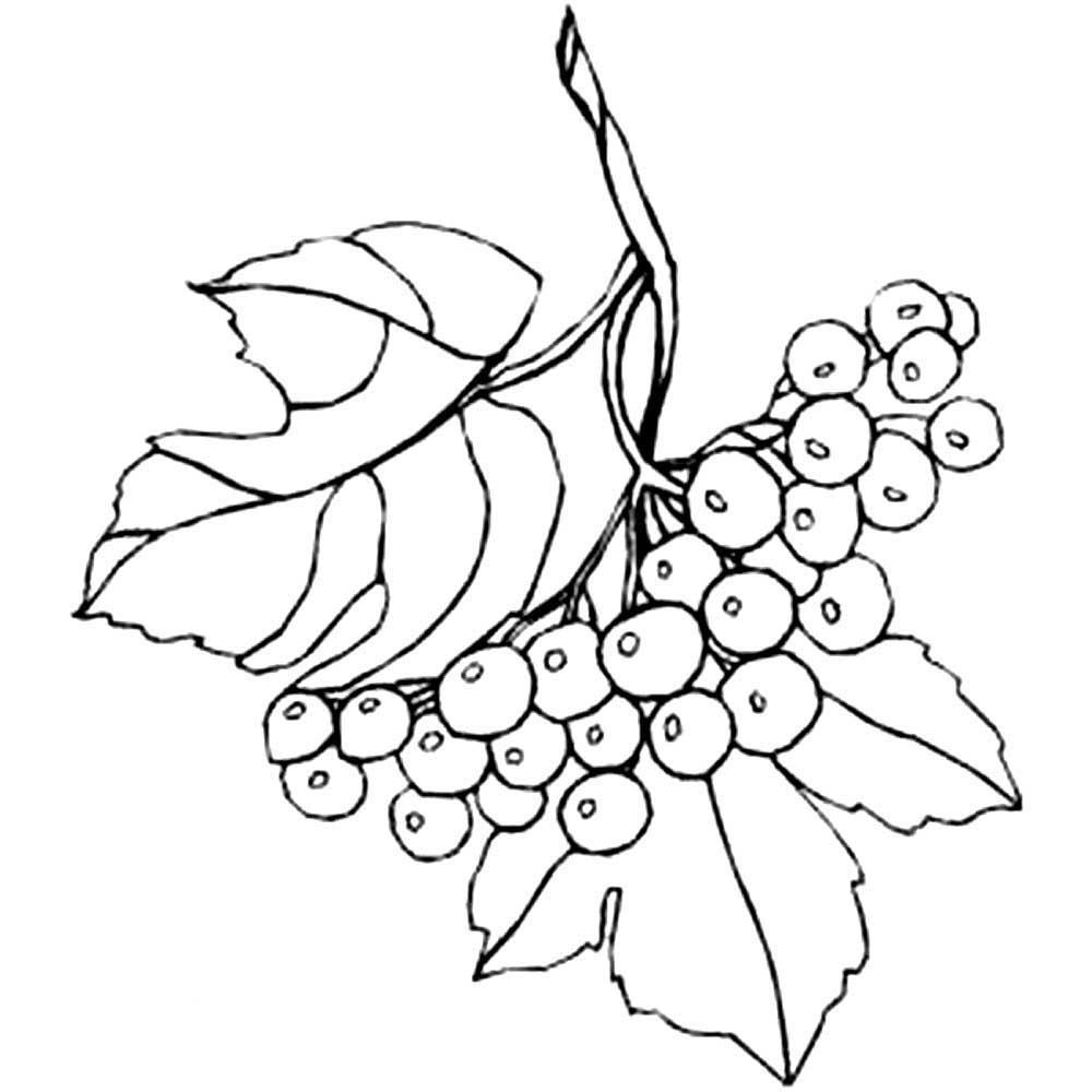 Ветка калины