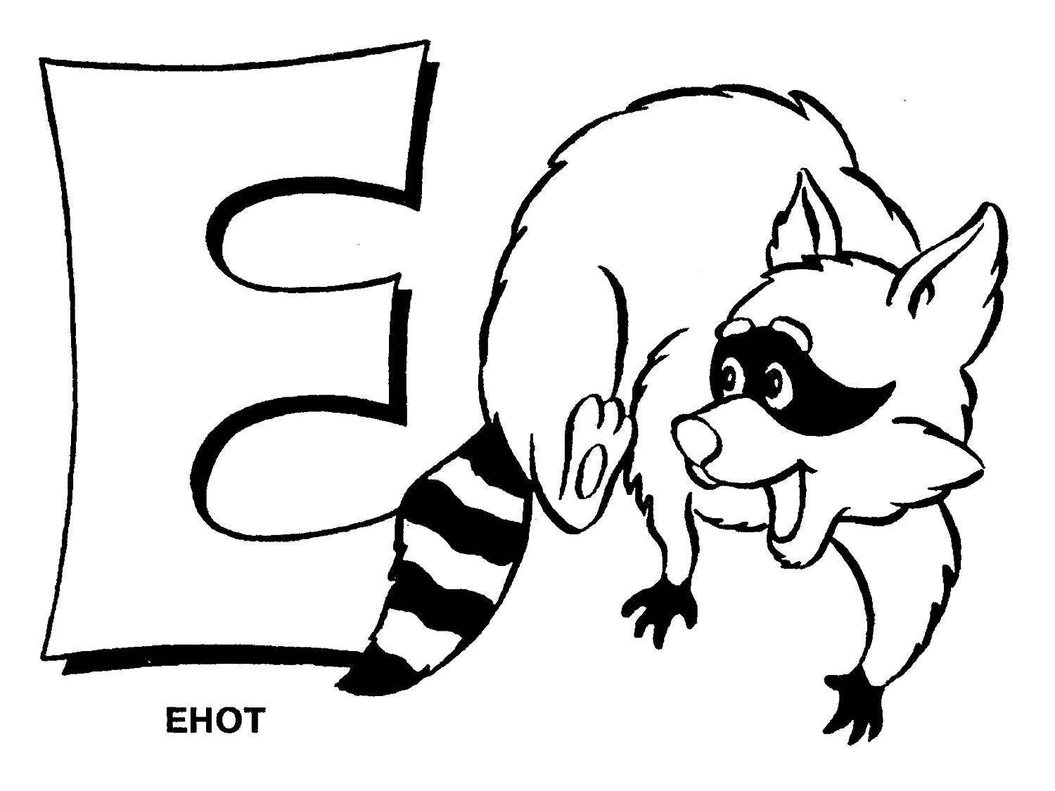 животное енот