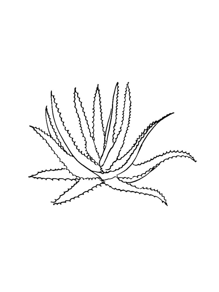 Алоэ без горшка