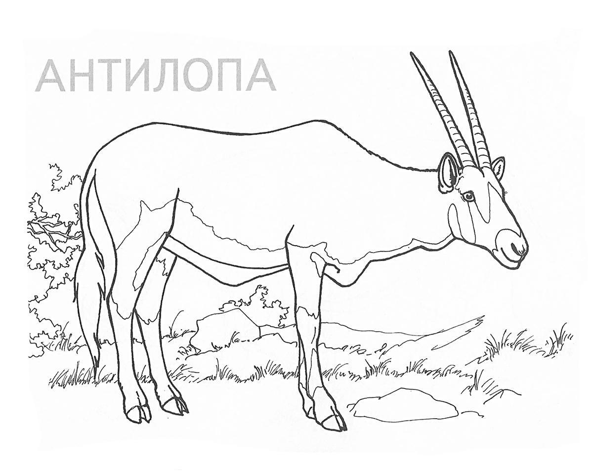 Антилопа