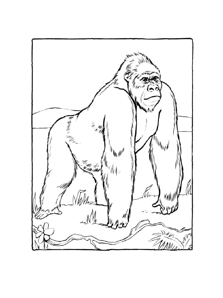 Детская раскраска раскраски горилла 4