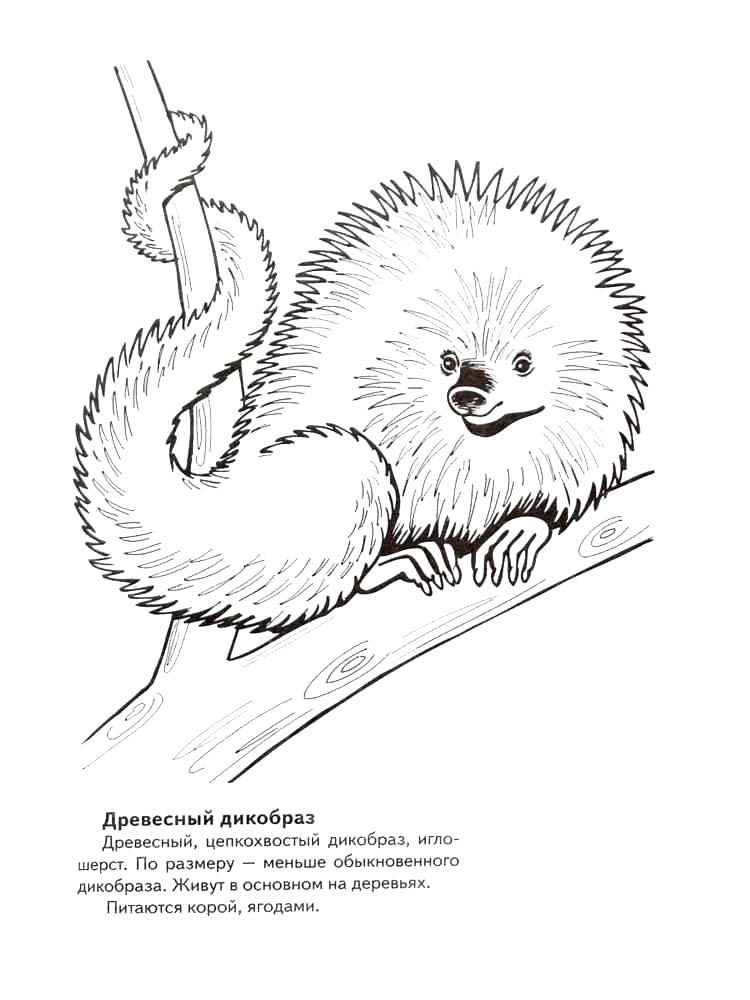Детская раскраска раскраски красная книга 2