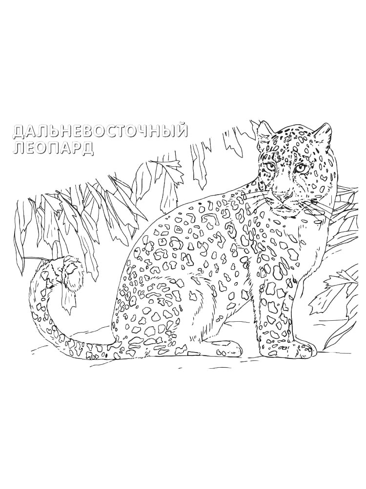 Детская раскраска раскраски красная книга
