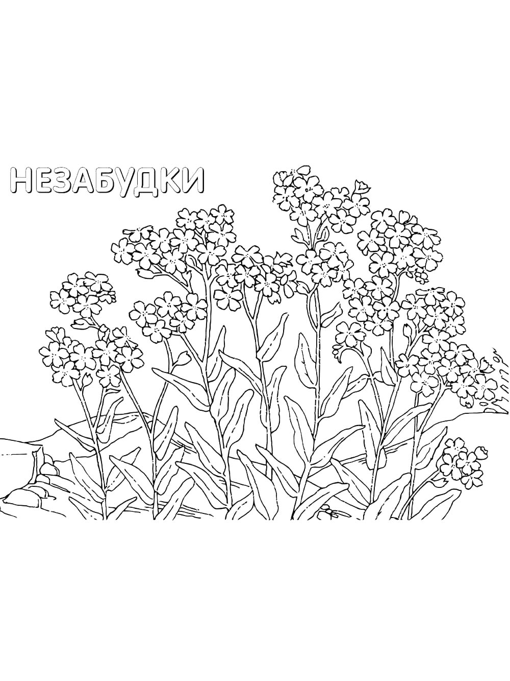 Детская раскраска раскраски незабудка