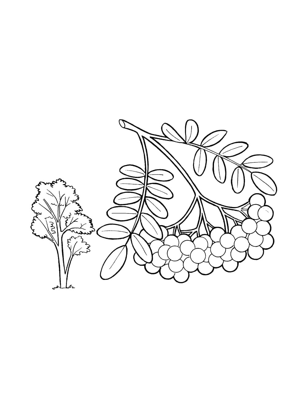 Детская раскраска раскраски ягод 16