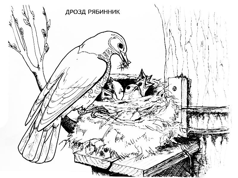 Дрозд с потомством