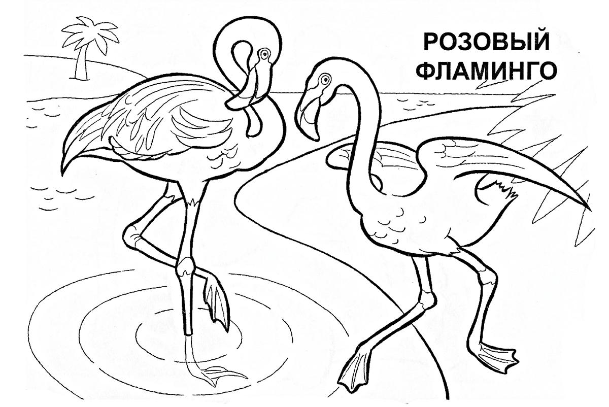 Два фламинго 2