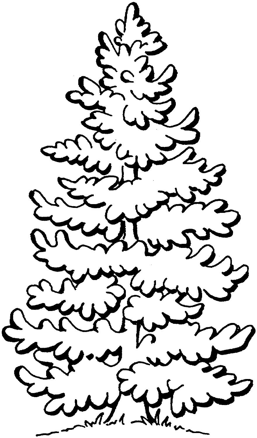 Ель 2