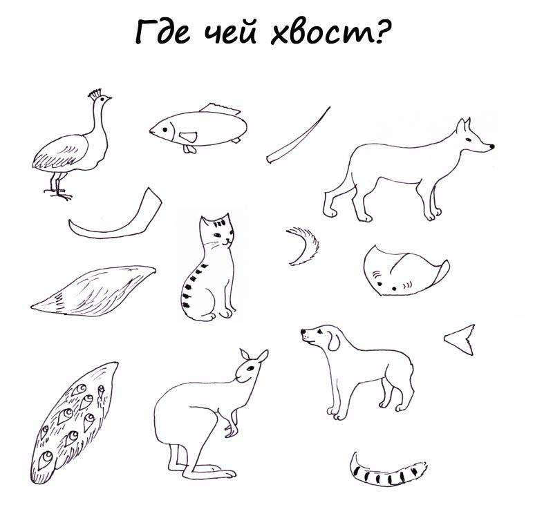 Где чей хвост