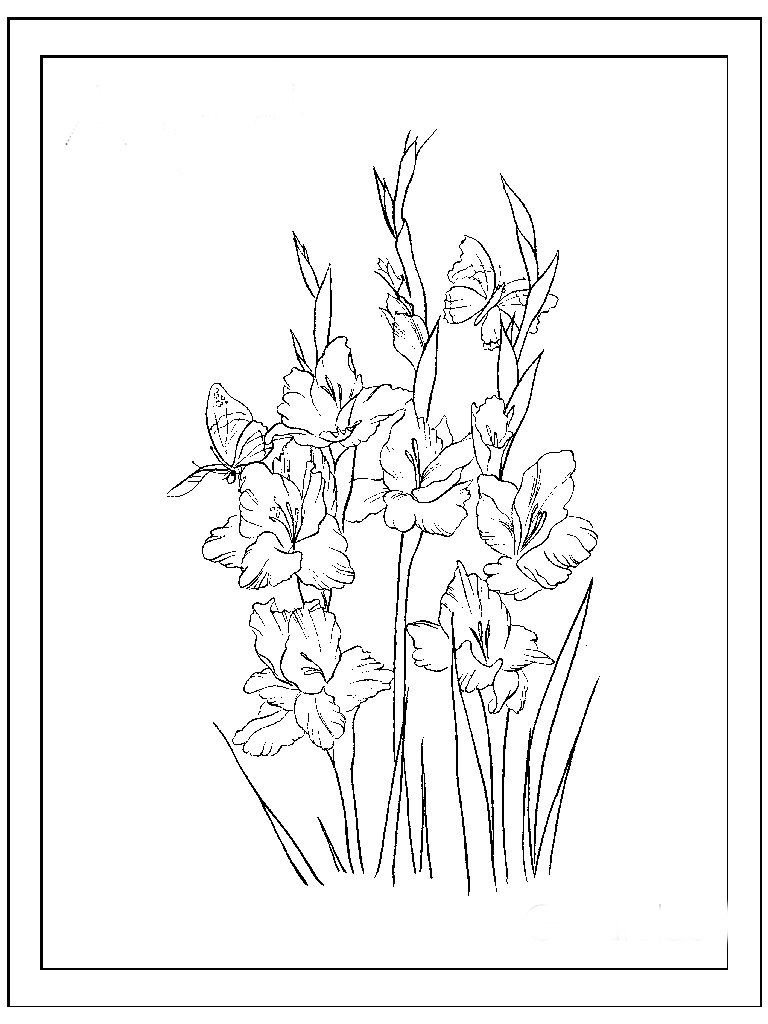 Гладиолусы в рамке