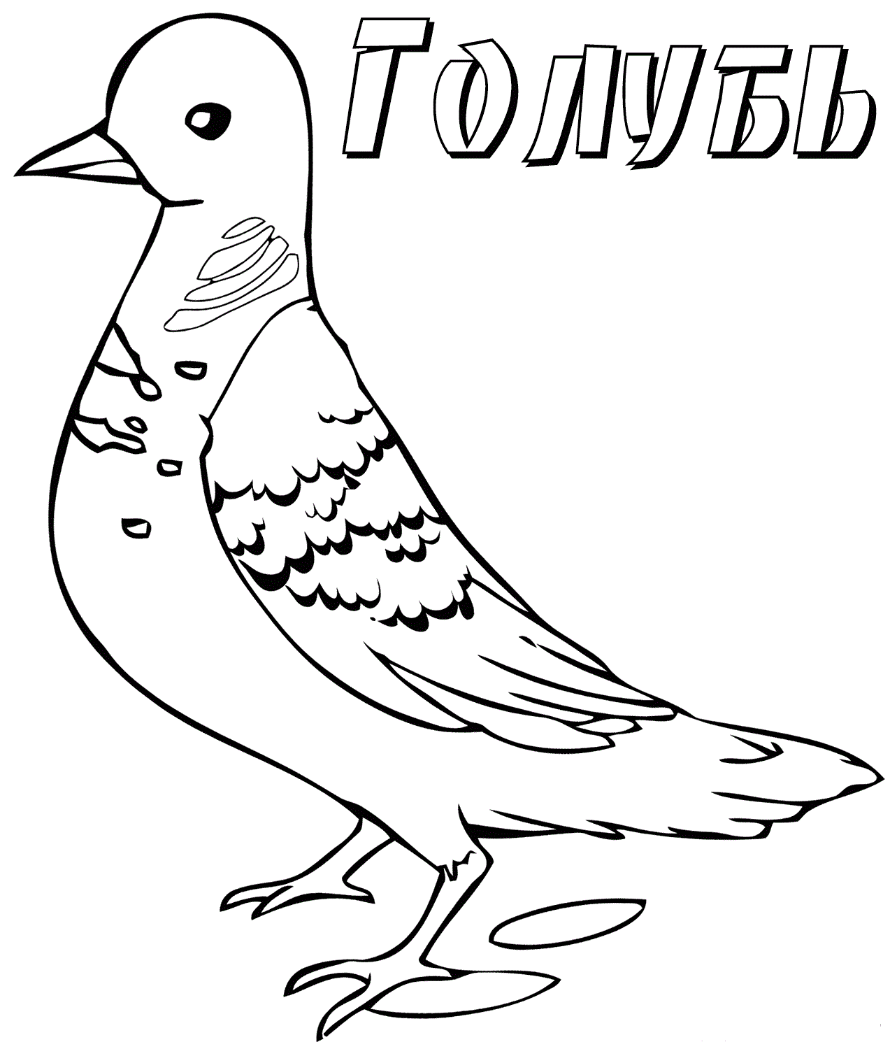 голубь 2