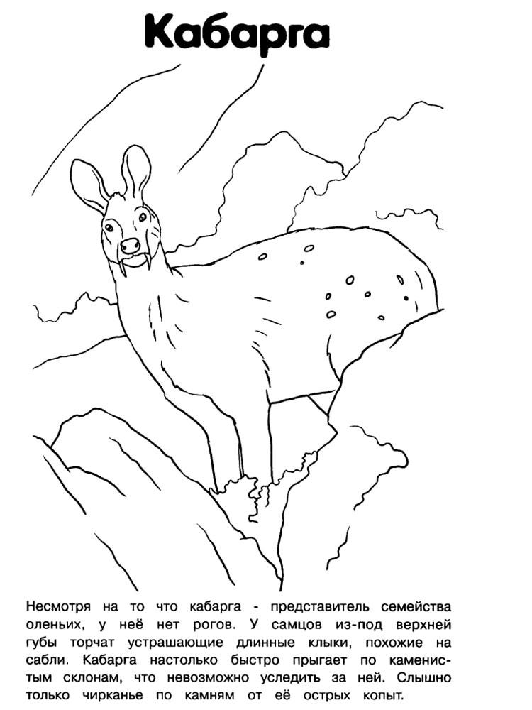 Кабарга