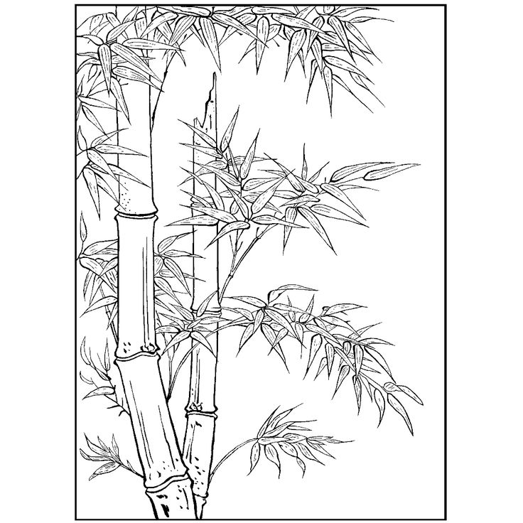 Картинка Бамбук