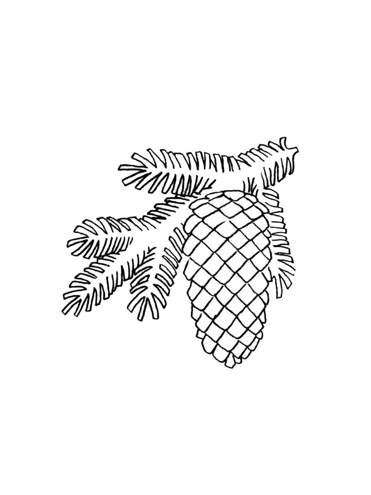 Картинка елочная ветка раскраска