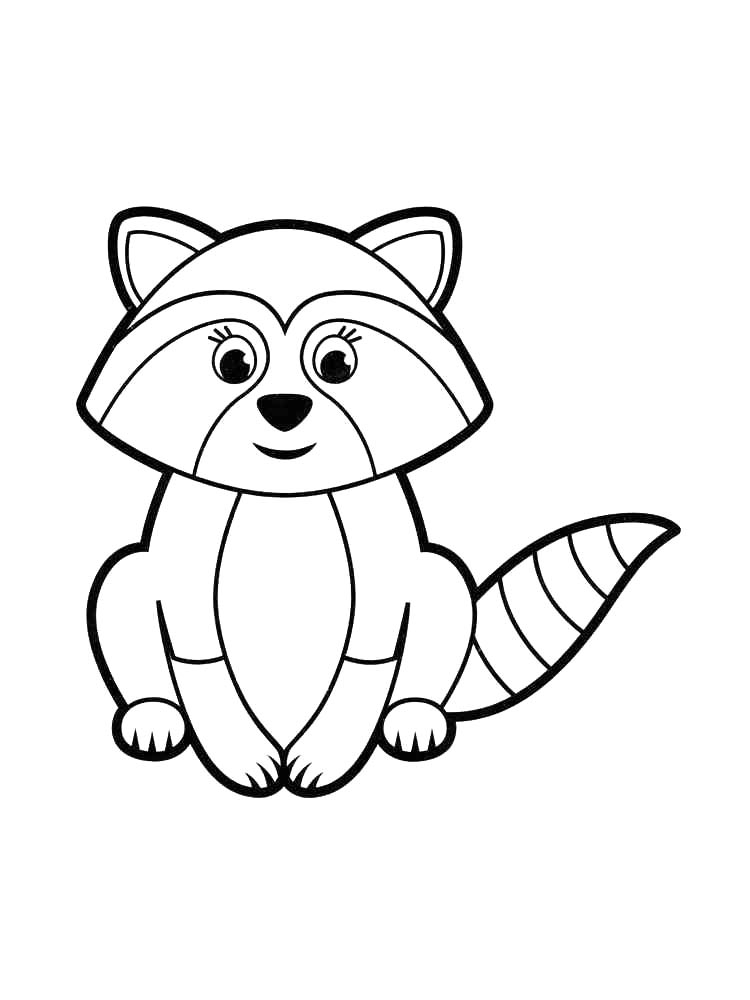 Картинка енот раскраска 2