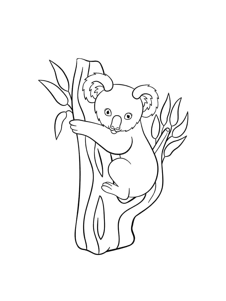 Картинка коала раскраска